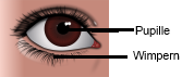 Auge