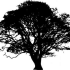 Baum