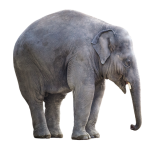 Elefant.png