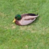 Ente.png