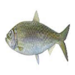 Fisch