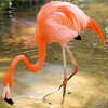 Flamingo.png