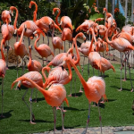 Flamingo.png