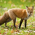 Fuchs
