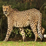 Gepard.png