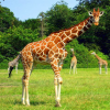 Giraffe.png