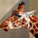 Giraffe.png