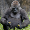 Gorilla.png