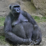 Gorilla.png