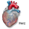 Herz