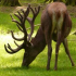 Hirsch