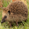 Igel.png