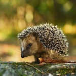 Igel.png