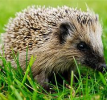 Igel.png