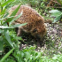 Igel