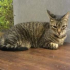 Katze