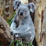 Koala.png