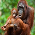 Orang-Utan.png