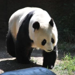 Panda.png