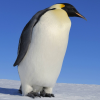 Pinguin.png