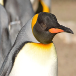 Pinguin.png