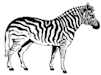 VZebra.png