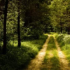 Wald