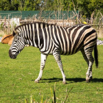 Zebra.png