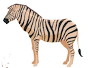 Zebra.png